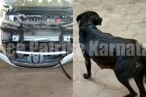 ಪುತ್ತೂರು: ಕಾರಿಗೆ ಡಿಕ್ಕಿಯಾದ ನಾಯಿ ಬಂಪರ್ನಲ್ಲಿ ಪ್ರತ್ಯಕ್ಷ