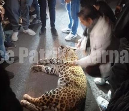 ಕೋರ್ಟ್ ಆವರಣದಲ್ಲೇ ವಕೀಲರು, ಪೊಲೀಸರ ಮೇಲೆ ಚಿರತೆ ದಾಳಿ