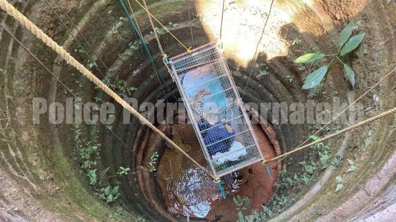 ಕಟೀಲು: ಚಿರತೆ ಸೆರೆ ಹಿಡಿಯಲು ಸ್ವತಃ ಬಾವಿಗೆ ಇಳಿದ ಪಶು ವೈದ್ಯೆ ಡಾ. ಮೇಘನಾ