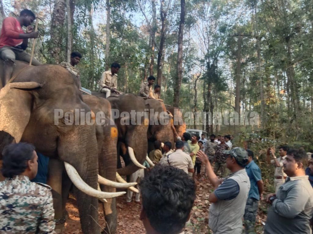 ಕಡಬ: ಇಬ್ಬರನ್ನು ಬಲಿ ಪಡೆದ ಕಾಡಾನೆಯನ್ನು ಸೆರೆಹಿಡಿದ ಅಭಿಮನ್ಯು ಪಡೆ