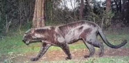 ಬಂಟ್ವಾಳ: ಮನೆಯೊಂದರ ಅಂಗಳದಲ್ಲಿ ಚಿರತೆ ಪ್ರತ್ಯಕ್ಷ: ಆತಂಕದಲ್ಲಿ ಗ್ರಾಮಸ್ಥರು