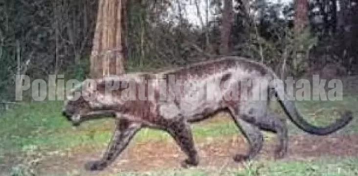 ಬಂಟ್ವಾಳ: ಮನೆಯೊಂದರ ಅಂಗಳದಲ್ಲಿ ಚಿರತೆ ಪ್ರತ್ಯಕ್ಷ: ಆತಂಕದಲ್ಲಿ ಗ್ರಾಮಸ್ಥರು