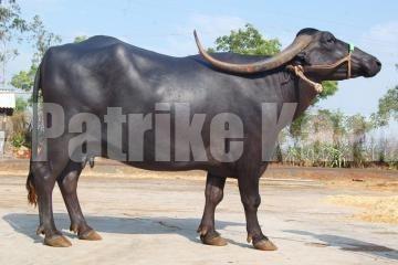 ಕಸಾಯಿಖಾನೆಗೆ ತರುತ್ತಿದ್ದ ವೇಳೆ ರೊಚ್ಚಿಗೆದ್ದ ಎಮ್ಮೆ; ಕೊಂಬಿನಿಂದ ತಿವಿದು ಯುವಕ ಬಲಿ