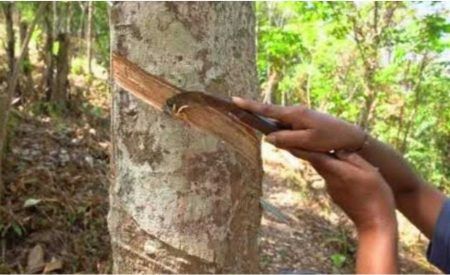 ಕಡಬ : ಟ್ಯಾಪಿಂಗ್ ಕತ್ತಿ ಎದೆಗೆ ಹೊಕ್ಕು ಮಹಿಳೆ ಮೃತ್ಯು