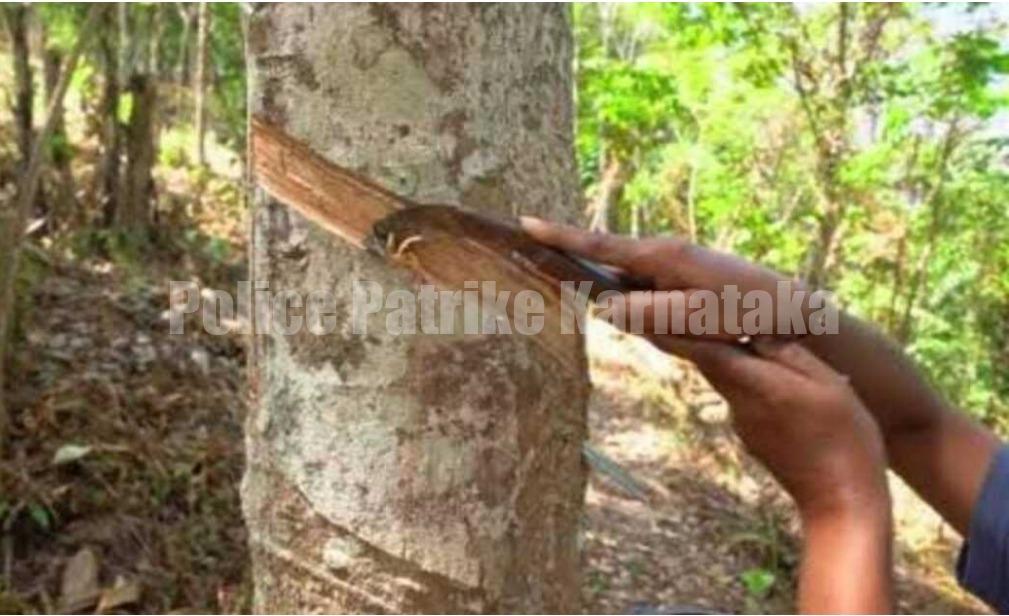 ಕಡಬ : ಟ್ಯಾಪಿಂಗ್ ಕತ್ತಿ ಎದೆಗೆ ಹೊಕ್ಕು ಮಹಿಳೆ ಮೃತ್ಯು