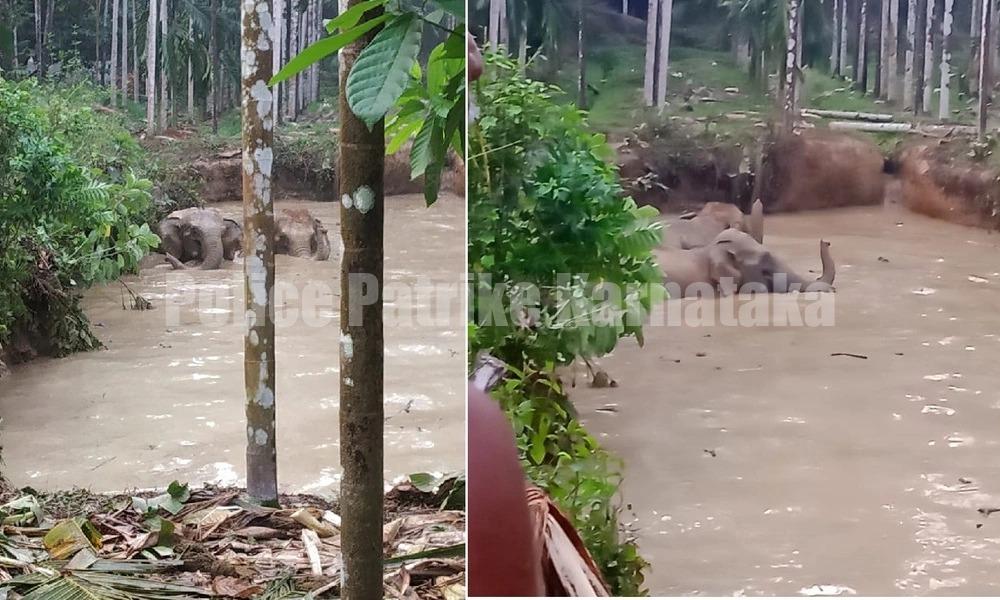 ಸುಳ್ಯ: ಕೆರೆಯಲ್ಲಿ ಬಿದ್ದ ನಾಲ್ಕು ಕಾಡಾನೆ..!