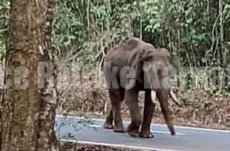 ಕಡಬ: ಅಸ್ವಸ್ಥಗೊಂಡು ತಿರುಗಾಡುತ್ತಿದ್ದ ಕಾಡಾನೆ ಸಾವು