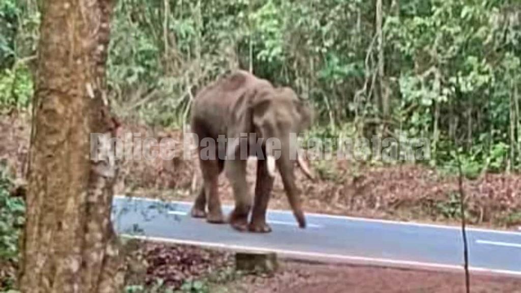 ಕಡಬ: ಅಸ್ವಸ್ಥಗೊಂಡು ತಿರುಗಾಡುತ್ತಿದ್ದ ಕಾಡಾನೆ ಸಾವು