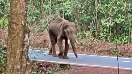 ಕಡಬ: ಅಸ್ವಸ್ಥಗೊಂಡು ತಿರುಗಾಡುತ್ತಿದ್ದ ಕಾಡಾನೆ ಸಾವು