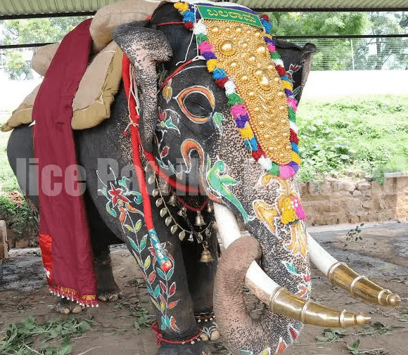 ಮೈಸೂರು ದಸರಾದಲ್ಲಿ 14 ಬಾರಿ ಅಂಬಾರಿ ಹೊತ್ತಿದ್ದ ಆನೆ ಬಲರಾಮ ಇನ್ನಿಲ್ಲ