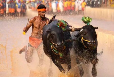 ಕಂಬಳ, ಜಲ್ಲಿಕಟ್ಟು ಕುರಿತು ಮಹತ್ವದ ತೀರ್ಪು ನೀಡಿದ ಸುಪ್ರೀಂ ಕೋರ್ಟ್..!!