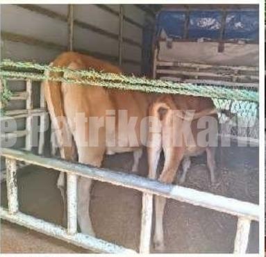 ವಿಟ್ಲ: ಕೇರಳಕ್ಕೆ ಅಕ್ರಮ ಗೋಸಾಗಾಟ..! ಪಿಕಪ್ ತಡೆದು ಪೊಲೀಸರಿಗೊಪ್ಪಿಸಿದ ಹಿಂ.ಜಾ.ವೇ. ಕಾರ್ಯಕರ್ತರು