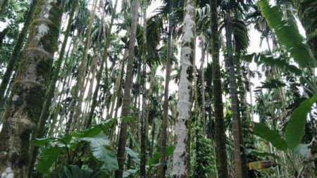 ಬಂಟ್ವಾಳ: ಅಡಿಕೆ ಕೀಳುವಾಗ ವಿದ್ಯುತ್ ಶಾಕ್: ಯುವಕ ಮೃತ್ಯು