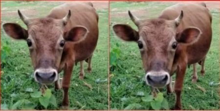 ಕಡಬ: ನಾಪತ್ತೆಯಾದ ಹೋರಿ ಪತ್ತೆ ಹಚ್ಚಿದವರಿಗೆ ಬಹುಮಾನ ಘೋಷಿಸಿದ ಮಾಲೀಕ