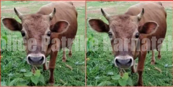 ಕಡಬ: ನಾಪತ್ತೆಯಾದ ಹೋರಿ ಪತ್ತೆ ಹಚ್ಚಿದವರಿಗೆ ಬಹುಮಾನ ಘೋಷಿಸಿದ ಮಾಲೀಕ