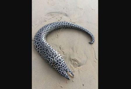 ಉಡುಪಿ: ಬೀಚ್ ಬಳಿ ಮೃತಪಟ್ಟ ಅಪರೂಪದ ಮೀನು ‘ಸ್ಪಾಟೆಡ್ ಮೊರೈ ಈಲ್ಸ್’..!