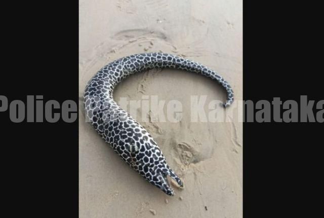 ಉಡುಪಿ: ಬೀಚ್ ಬಳಿ ಮೃತಪಟ್ಟ ಅಪರೂಪದ ಮೀನು ‘ಸ್ಪಾಟೆಡ್ ಮೊರೈ ಈಲ್ಸ್’..!