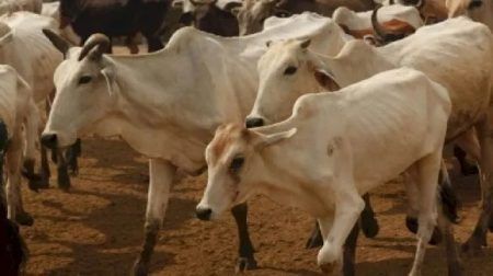 ಮಂಗಳೂರು: ಮೇಯಲು ಬಿಟ್ಟಿದ್ದ ದನಗಳ ಕಳವು- ಪ್ರಕರಣ ದಾಖಲು