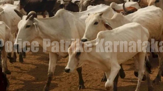 ಮಂಗಳೂರು: ಮೇಯಲು ಬಿಟ್ಟಿದ್ದ ದನಗಳ ಕಳವು- ಪ್ರಕರಣ ದಾಖಲು