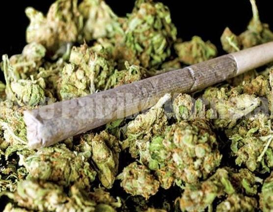 ಉಪ್ಪಿನಂಗಡಿ: ಗಾಂಜಾ ಸೇವಿಸಿ ಅನುಚಿತವಾಗಿ ವರ್ತನೆ – ಇಬ್ಬರು ವಶಕ್ಕೆ