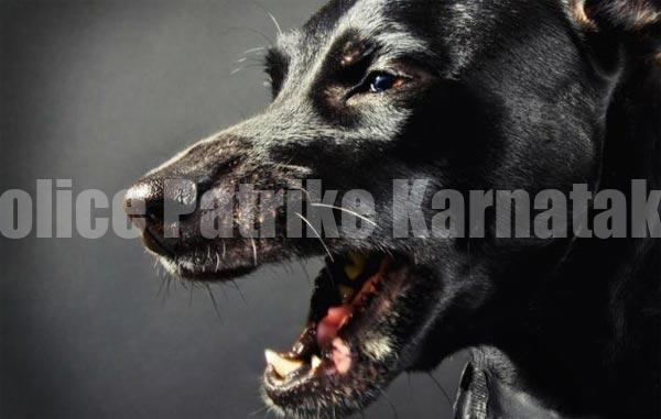 ಉಳ್ಳಾಲ ಠಾಣಾ ಪೊಲೀಸರಿಗೆ ಹುಚ್ಚು ನಾಯಿ ಕಡಿತ