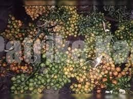 ಕಳ್ಳರ ವಿಚಾರಣೆ – ವಿಡಿಯೋ ವೈರಲ್