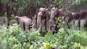 ಅರಣ್ಯ ಇಲಾಖೆಯ ನರ್ಸರಿಗೆ ನುಗ್ಗಿದ ಕಾಡಾನೆಗಳು – ಗಿಡಗಳು ಸಂಪೂರ್ಣ ಧ್ವಂಸ