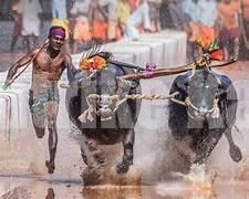 ಬೆಂಗಳೂರಿನ ಅರಮನೆ ಮೈದಾನದಲ್ಲಿ ಹಗಲು-ರಾತ್ರಿ ಕಂಬಳ-ದಿನಾಂಕ ಫಿಕ್ಸ್