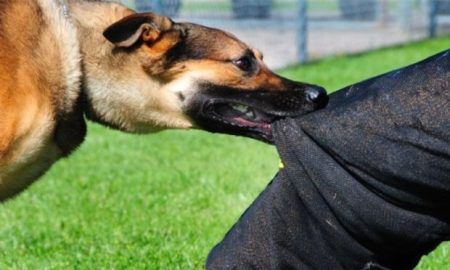 ಹಳೆಯಂಗಡಿ: ಹುಚ್ಚು ನಾಯಿ ಕಡಿತ – ಆಸ್ಪತ್ರೆಗೆ ದಾಖಲು