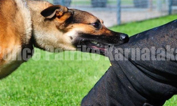 ಹಳೆಯಂಗಡಿ: ಹುಚ್ಚು ನಾಯಿ ಕಡಿತ – ಆಸ್ಪತ್ರೆಗೆ ದಾಖಲು