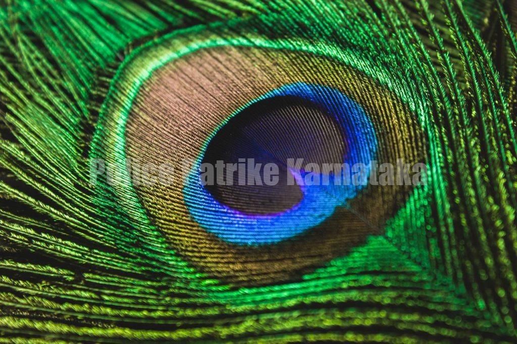 ಮಂಗಳೂರು: ಮನೆಯಲ್ಲಿ ನವಿಲುಗರಿ ಇಟ್ಟುಕೊಳ್ಳುವುದು ಕೂಡಾ ಶಿಕ್ಷಾರ್ಹ ಅಪರಾಧ – ದಂಡದ ಜೊತೆ ಜೈಲು