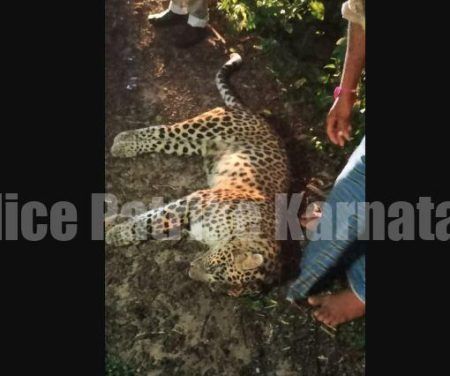 ವಾಹನ ಢಿಕ್ಕಿ ಹೊಡೆದು ಚಿರತೆ ಸಾವು..!