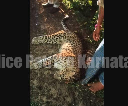 ವಾಹನ ಢಿಕ್ಕಿ ಹೊಡೆದು ಚಿರತೆ ಸಾವು..!