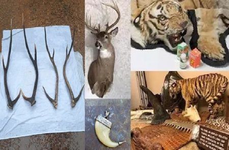 ‘ಸಾರ್ವಜನಿಕ’ರೇ ಎಚ್ಚರ.! ಈ ‘ವನ್ಯಜೀವಿ ವಸ್ತು’ಗಳನ್ನು ಬಳಕೆ ಮಾಡಿದ್ರೇ ‘ಜೈಲು ಶಿಕ್ಷೆ’ ಫಿಕ್ಸ್.!