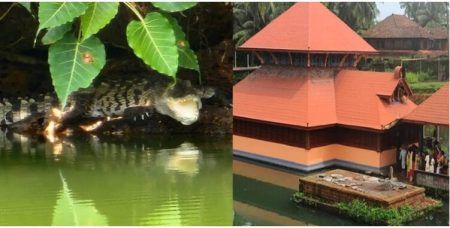 ಕಾಸರಗೋಡು: ಅನಂತಪದ್ಮನಾಭಸ್ವಾಮಿ ಕ್ಷೇತ್ರದ ಕೆರೆಯಲ್ಲಿ ಮೊಸಳೆ ಪತ್ತೆ – ಭಕ್ತರಲ್ಲಿ ಅಚ್ಚರಿ