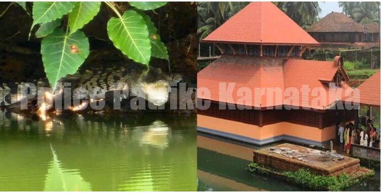 ಕಾಸರಗೋಡು: ಅನಂತಪದ್ಮನಾಭಸ್ವಾಮಿ ಕ್ಷೇತ್ರದ ಕೆರೆಯಲ್ಲಿ ಮೊಸಳೆ ಪತ್ತೆ – ಭಕ್ತರಲ್ಲಿ ಅಚ್ಚರಿ