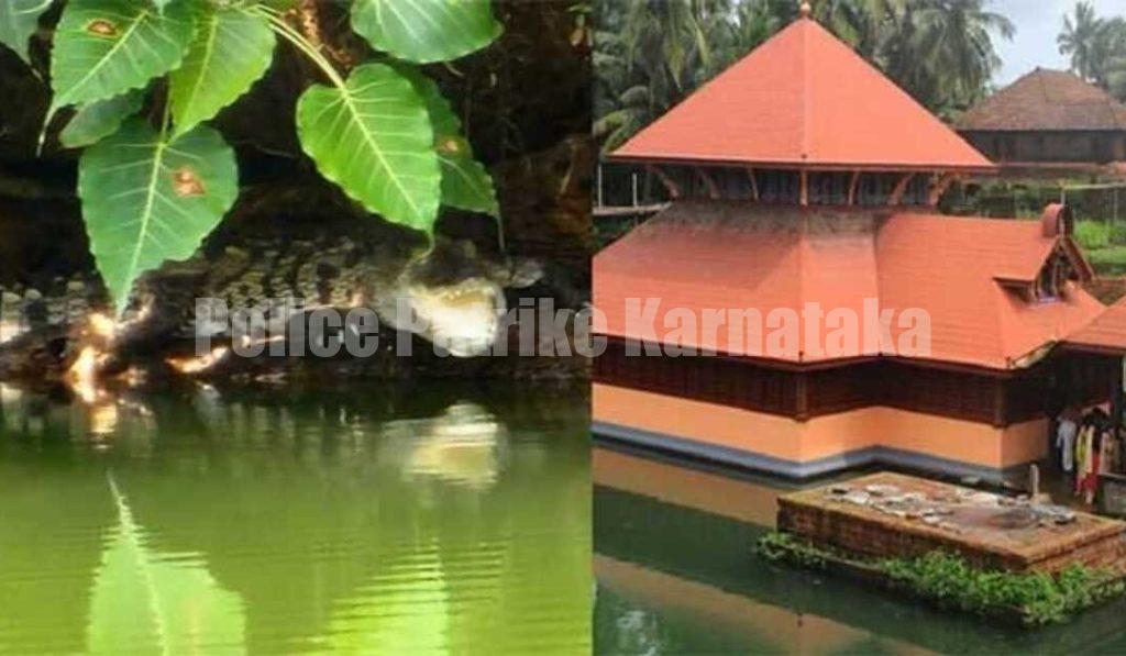 ಮಂಗಳೂರು: ಅನಂತಪುರದ ಮೊಸಳೆಗೆ ಬಬಿಯಾ ನಾಮಕರಣ