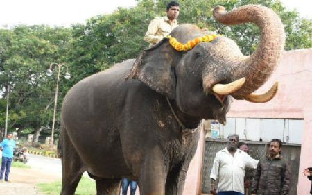 ಮೈಸೂರು ದಸರಾ ಅಂಬಾರಿ ಹೊತ್ತಿದ್ದ ಅರ್ಜುನ ಆನೆಯ ಮೇಲೆ ಒಂಟಿ ಸಲಗ ದಾಳಿ, ಸಾವು