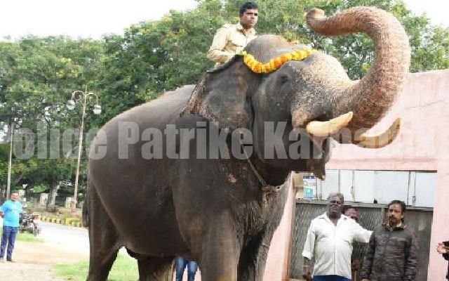 ಮೈಸೂರು ದಸರಾ ಅಂಬಾರಿ ಹೊತ್ತಿದ್ದ ಅರ್ಜುನ ಆನೆಯ ಮೇಲೆ ಒಂಟಿ ಸಲಗ ದಾಳಿ, ಸಾವು
