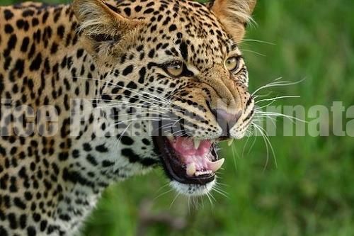 ಬೆಳ್ತಂಗಡಿ: ಕರುಗಳನ್ನು ಕೊಂದು ತಿಂದ ಚಿರತೆ, ಸ್ಥಳೀಯರಲ್ಲಿ ಆತಂಕ