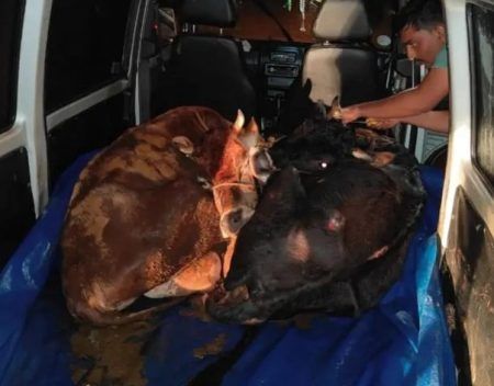 ಬಂಟ್ವಾಳ: ಅಕ್ರಮ ದನ ಸಾಗಾಟ-ಆರೋಪಿಗಳಬಂಧನ