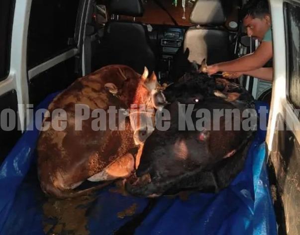 ಬಂಟ್ವಾಳ: ಅಕ್ರಮ ದನ ಸಾಗಾಟ-ಆರೋಪಿಗಳಬಂಧನ