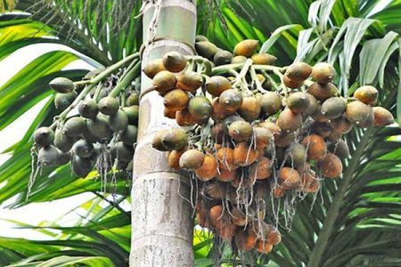 ಸುಳ್ಯ: ಅಡಿಕೆಗೆ ಹಳದಿ ರೋಗ; ಮನನೊಂದು ಕೃಷಿಕ ಆತ್ಮಹತ್ಯೆ