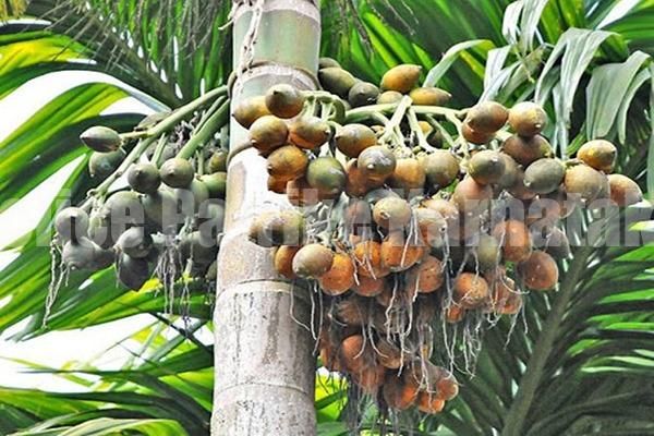 ಸುಳ್ಯ: ಅಡಿಕೆಗೆ ಹಳದಿ ರೋಗ; ಮನನೊಂದು ಕೃಷಿಕ ಆತ್ಮಹತ್ಯೆ