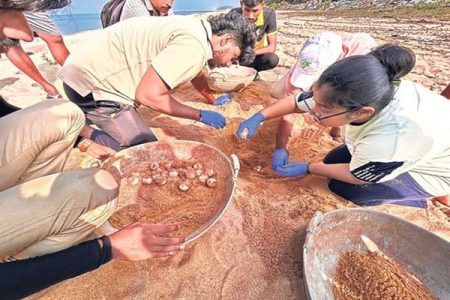 ಮಂಗಳೂರಿನಲ್ಲಿ ಮೊದಲಬಾರಿಗೆ ಪತ್ತೆಯಾದ ಆಲಿವ್ ರಿಡ್ಲೆ ಮೊಟ್ಟೆ