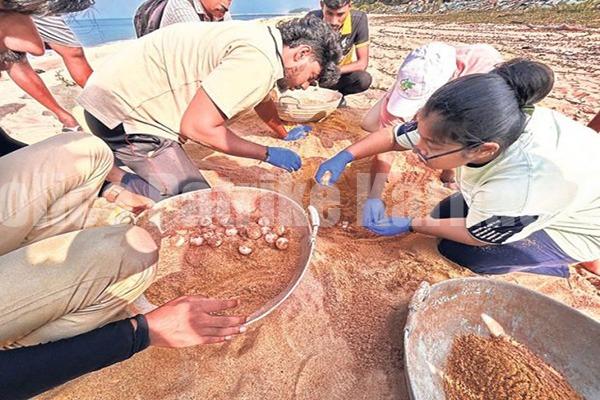 ಮಂಗಳೂರಿನಲ್ಲಿ ಮೊದಲಬಾರಿಗೆ ಪತ್ತೆಯಾದ ಆಲಿವ್ ರಿಡ್ಲೆ ಮೊಟ್ಟೆ