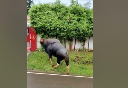 ಕಾಸರಗೋಡು: ಬಾವಿಗೆ ಬಿದ್ದಿದ್ದ ಕಾಡುಕೋಣ ಸಾವು