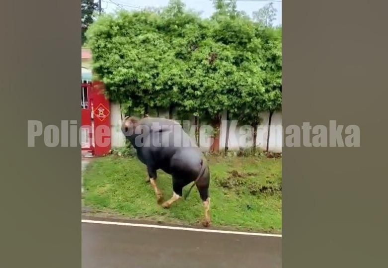 ಕಾಸರಗೋಡು: ಬಾವಿಗೆ ಬಿದ್ದಿದ್ದ ಕಾಡುಕೋಣ ಸಾವು