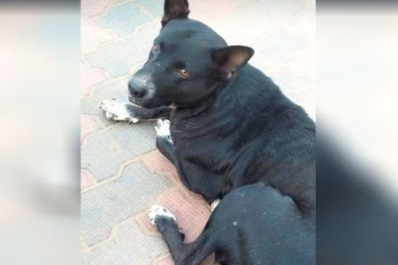 ಸುಬ್ರಹ್ಮಣ್ಯ: ಹಾವಿನಿಂದ ಮಗುವನ್ನು ರಕ್ಷಿಸಿದ ಬೀದಿ ನಾಯಿ