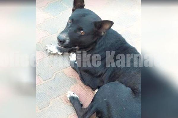 ಸುಬ್ರಹ್ಮಣ್ಯ: ಹಾವಿನಿಂದ ಮಗುವನ್ನು ರಕ್ಷಿಸಿದ ಬೀದಿ ನಾಯಿ